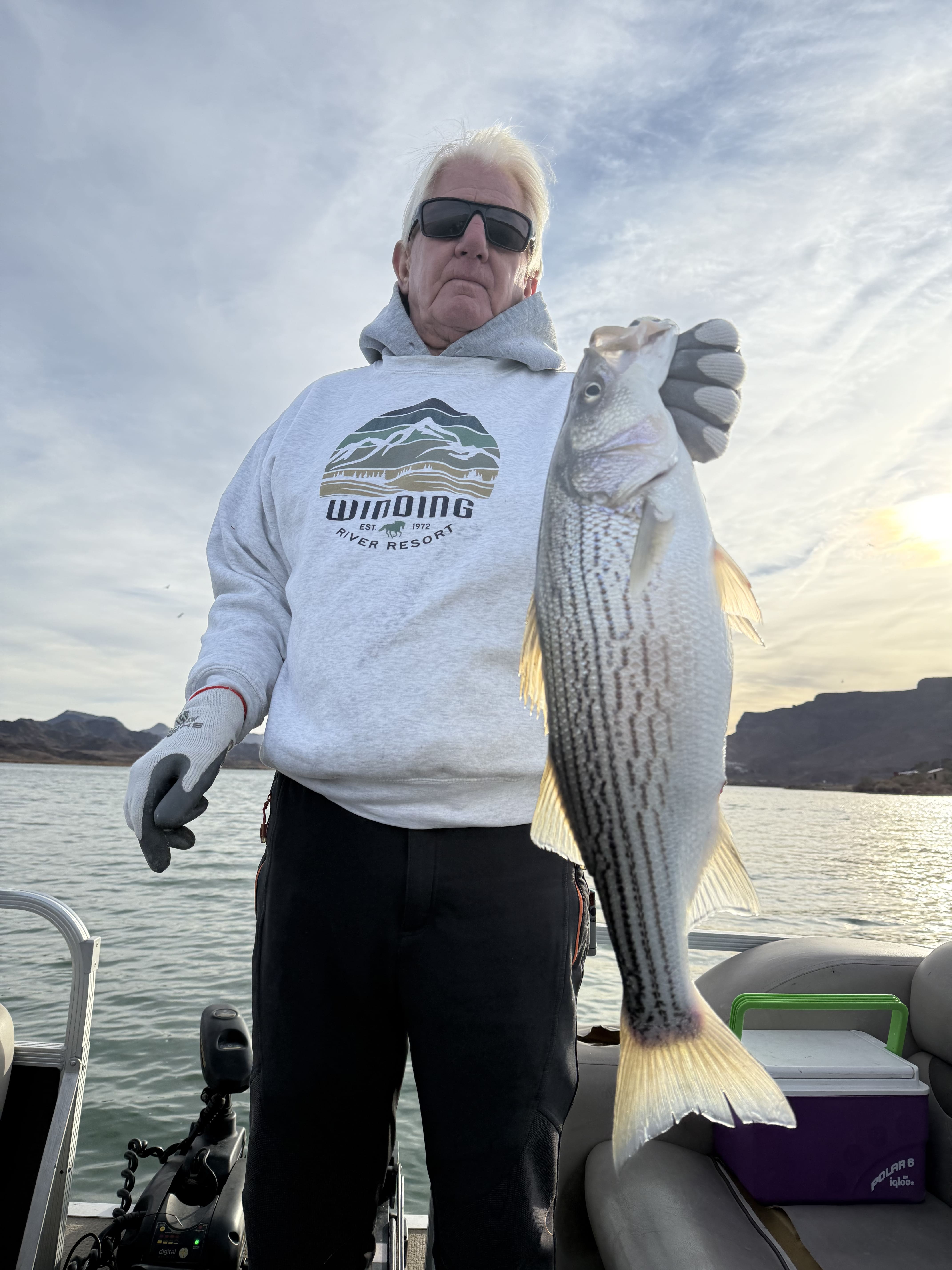 Striped bass held by angler on Lake Havasu